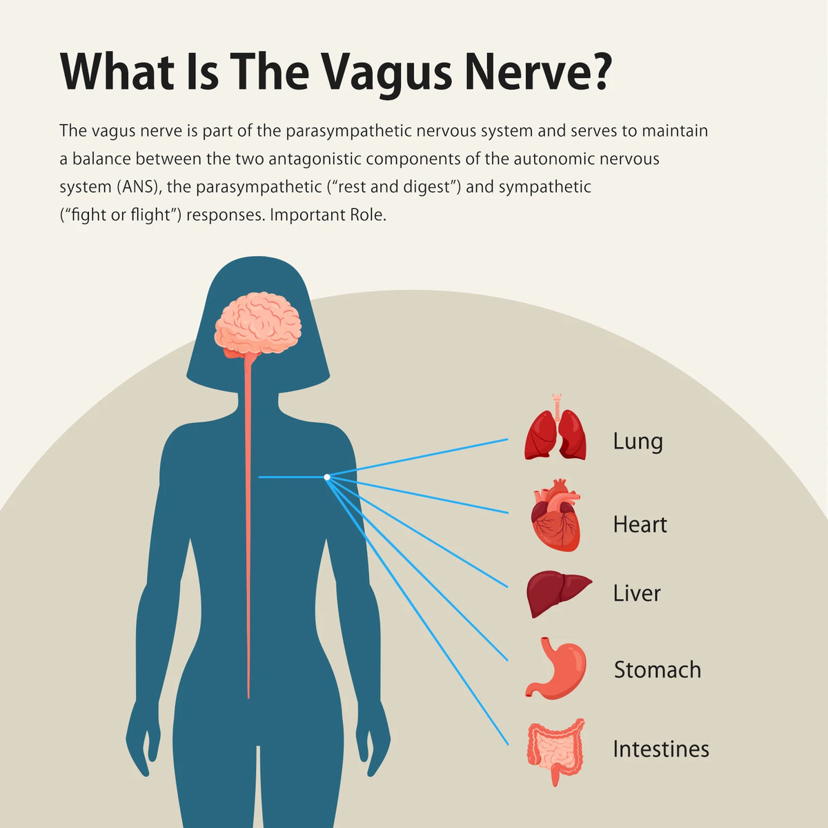 ZENOWELL Vagus Nerve Stimulation Device for Sleep and Calm